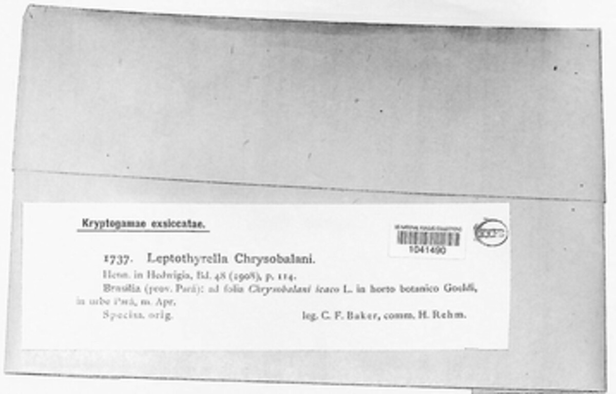 Leptothyrella chrysobalani image